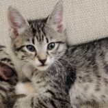 9月1日八千代店に参加する美浜ねこの会の保護猫05