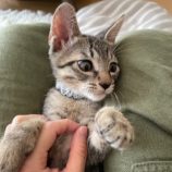 9月1日八千代店に参加する美浜ねこの会の保護猫07