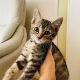 9月1日八千代店に参加する美浜ねこの会の保護猫08