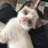 9月1日八千代店に参加する美浜ねこの会の保護猫09