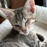 9月1日八千代店に参加する美浜ねこの会の保護猫11