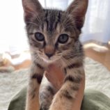 9月1日八千代店に参加する美浜ねこの会の保護猫12