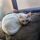 9月1日八千代店に参加する美浜ねこの会の保護猫13