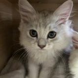 9月1日八千代店に参加する美浜ねこの会の保護猫14