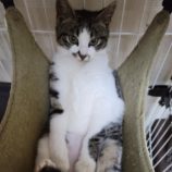 9月1日八千代店に参加する美浜ねこの会の保護猫15