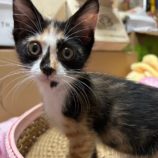 9月1日八千代店に参加する美浜ねこの会の保護猫16