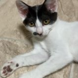 9月1日八千代店に参加する美浜ねこの会の保護猫18