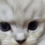 9月1日八千代店に参加する美浜ねこの会の保護猫19