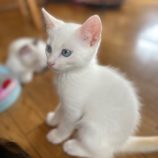 8月12日ひたちなか店に参加するネコスペ事務局の保護猫01