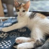 8月12日ひたちなか店に参加するネコスペ事務局の保護猫02