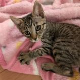 8月12日ひたちなか店に参加するネコスペ事務局の保護猫05