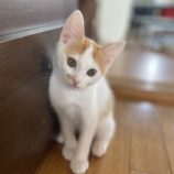 8月12日ひたちなか店に参加するネコスペ事務局の保護猫06