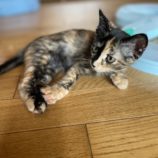 8月12日ひたちなか店に参加するネコスペ事務局の保護猫07