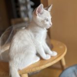 8月12日ひたちなか店に参加するネコスペ事務局の保護猫15