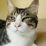 8月12日ひたちなか店に参加するネコスペ事務局の保護猫16