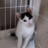 8月12日ひたちなか店に参加するネコスペ事務局の保護猫17