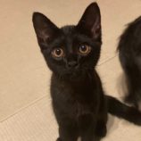 8月12日ひたちなか店に参加するネコスペ事務局の保護猫19