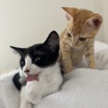 8月12日ひたちなか店に参加するネコスペ事務局の保護猫20