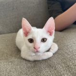 8月12日ひたちなか店に参加するネコスペ事務局の保護猫24