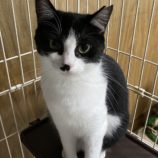 8月12日ひたちなか店に参加するネコスペ事務局の保護猫25