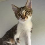 8月12日ひたちなか店に参加するネコスペ事務局の保護猫29