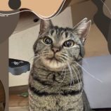 9月15日荒川沖店に参加する茨城さくらねこの会の保護猫01