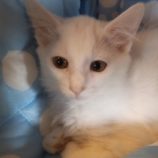 9月15日荒川沖店に参加する茨城さくらねこの会の保護猫03