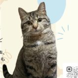 9月15日荒川沖店に参加する茨城さくらねこの会の保護猫08