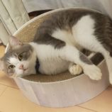 9月22日荒川沖店に参加する犬猫物語の保護猫01