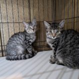 9月22日荒川沖店に参加する犬猫物語の保護猫02