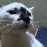 9月22日荒川沖店に参加する犬猫物語の保護猫03