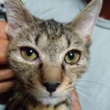 9月22日荒川沖店に参加する犬猫物語の保護猫04