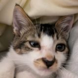 9月22日荒川沖店に参加する犬猫物語の保護猫05