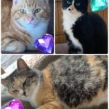 9月22日荒川沖店に参加する犬猫物語の保護猫06