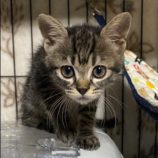 9月22日荒川沖店に参加する犬猫物語の保護猫07