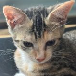 9月15日千葉店に参加する美浜ねこの会の保護猫01