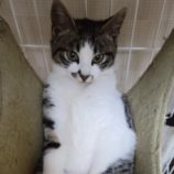 9月15日千葉店に参加する美浜ねこの会の保護猫02