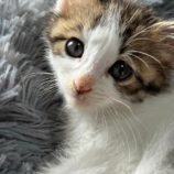 9月15日千葉店に参加する美浜ねこの会の保護猫04