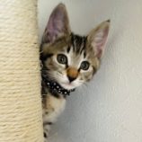 9月15日千葉店に参加する美浜ねこの会の保護猫07