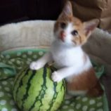 9月15日千葉店に参加する美浜ねこの会の保護猫08