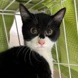 9月15日千葉店に参加する美浜ねこの会の保護猫09