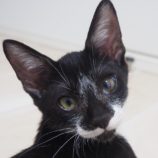 9月15日千葉店に参加する美浜ねこの会の保護猫10