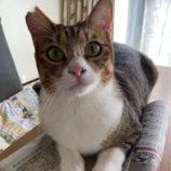 9月15日千葉店に参加する美浜ねこの会の保護猫12