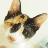 9月15日千葉店に参加する美浜ねこの会の保護猫14