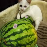 9月15日千葉店に参加する美浜ねこの会の保護猫15