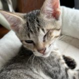 9月15日千葉店に参加する美浜ねこの会の保護猫16