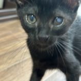 9月15日千葉店に参加する美浜ねこの会の保護猫17