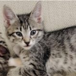 9月15日千葉店に参加する美浜ねこの会の保護猫18