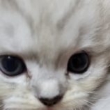 9月15日千葉店に参加する美浜ねこの会の保護猫19