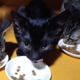 9月15日千代田店に参加するアニマルフレンドの保護猫01